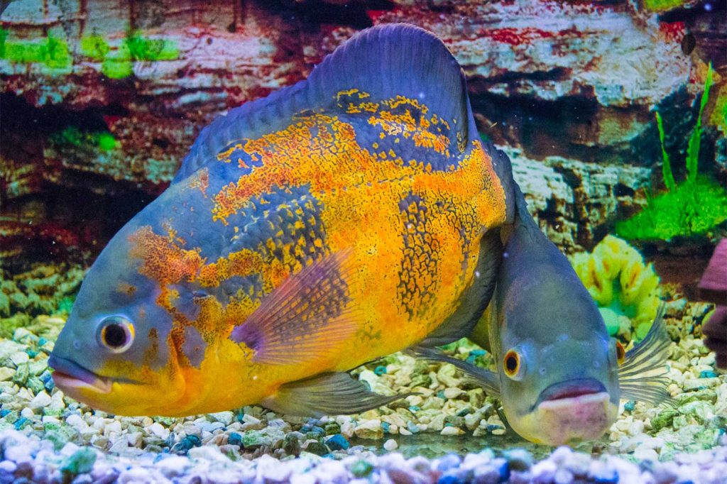 How To Stop Fish Diseases