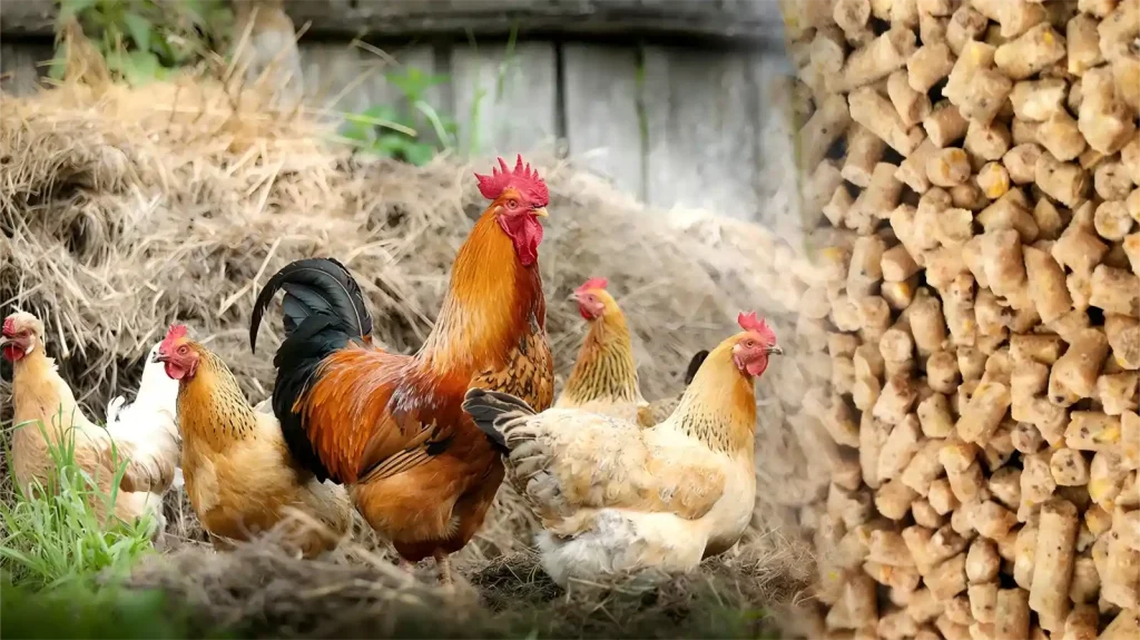 chicken feed pellets